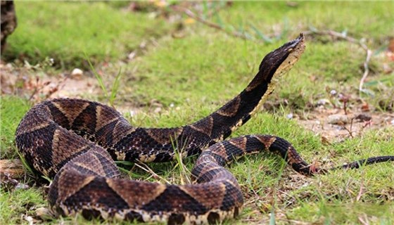 養(yǎng)蛇清糞帶0926-1 養(yǎng)蛇清糞帶0926-1