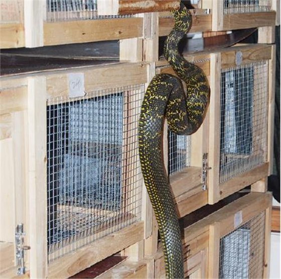 養(yǎng)蛇清糞帶 養(yǎng)蛇清糞帶