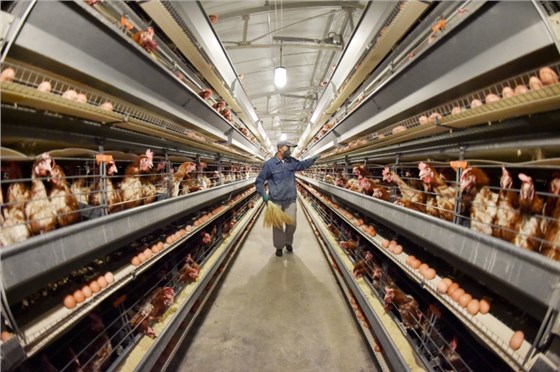 耐寒清糞帶-1 耐寒清糞帶-1