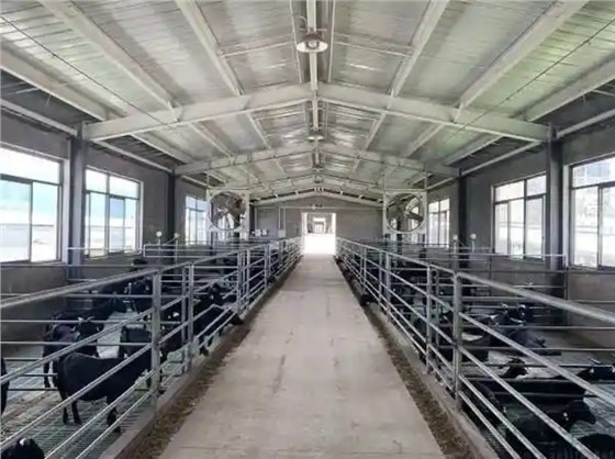 羊舍清糞帶-2 羊舍清糞帶-2