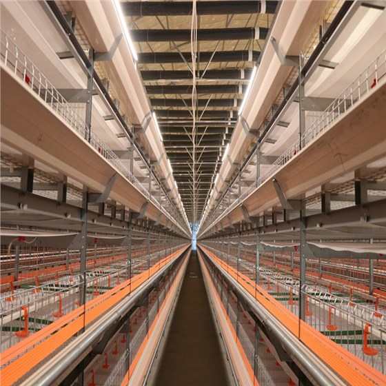 羊舍清糞帶-6 羊舍清糞帶-6