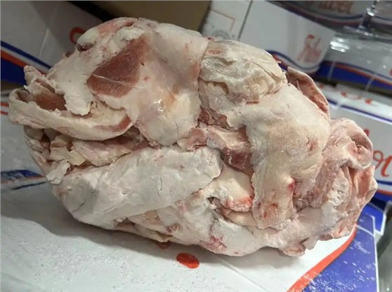 生脂肪輸送帶0124-2