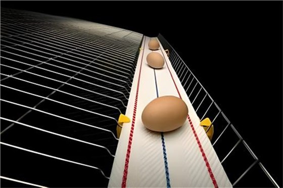 打孔撿蛋帶0219-1 打孔撿蛋帶0219-1