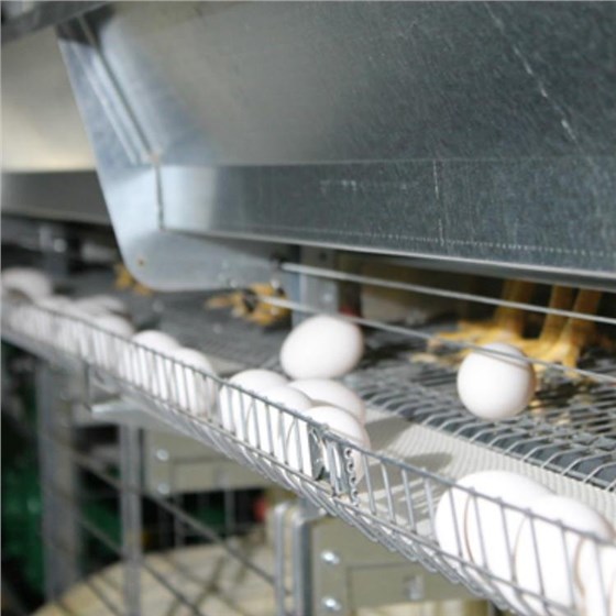 打孔撿蛋帶0219-2 打孔撿蛋帶0219-2