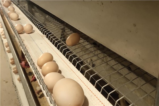 打孔撿蛋帶0219-5 打孔撿蛋帶0219-5