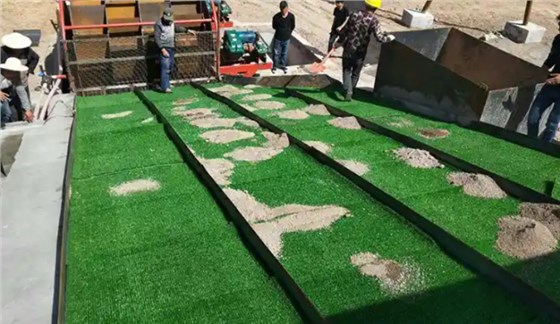 淘金草0717-2 淘金草0717-2