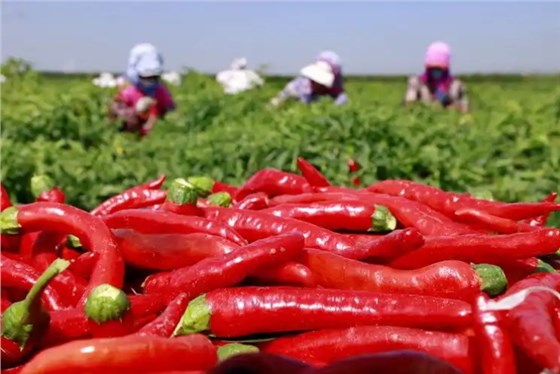 辣椒豐收0726-1 辣椒豐收0726-1