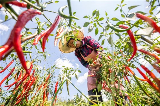 辣椒豐收0726-2 辣椒豐收0726-2
