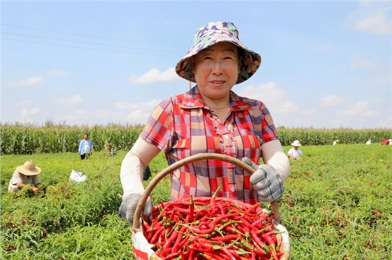 辣椒豐收0726-3 辣椒豐收0726-3