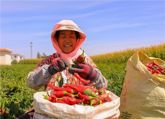 辣椒豐收0726-4 辣椒豐收0726-4