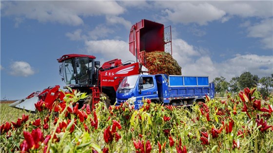 辣椒豐收0726-7 辣椒豐收0726-7