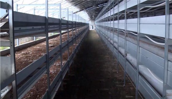 黑水虻輸送帶1204-1