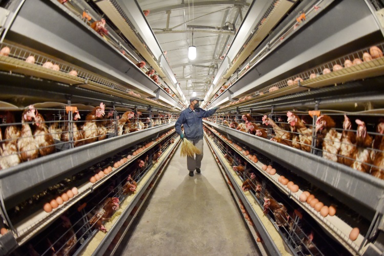 耐寒清糞帶-1 耐寒清糞帶-1