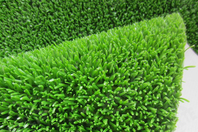 淘金草0526-1 淘金草0526-1