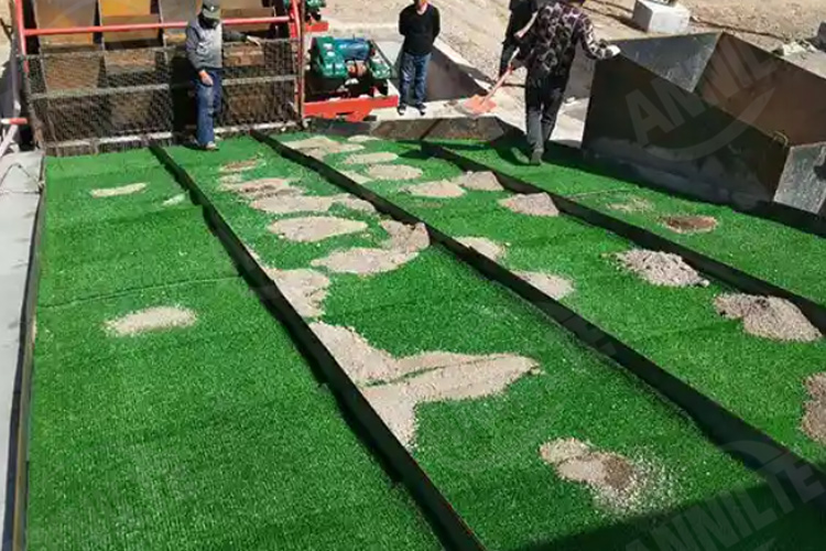 淘金草0526-2 淘金草0526-2