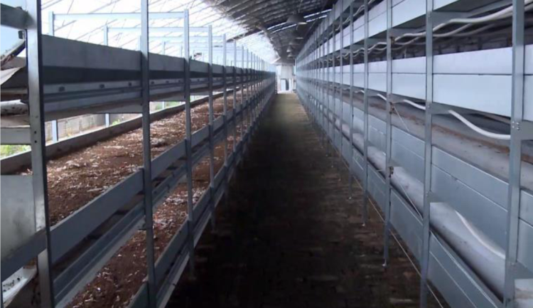 黑水虻輸送帶1204-1