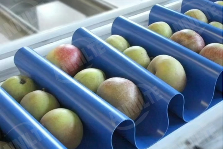 瓜果輸送帶1 瓜果輸送帶1